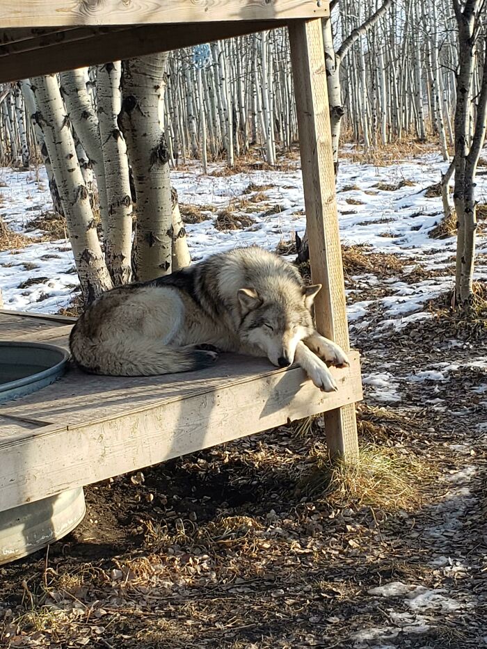 Hope You'll Enjoy My Doggo Sleeping