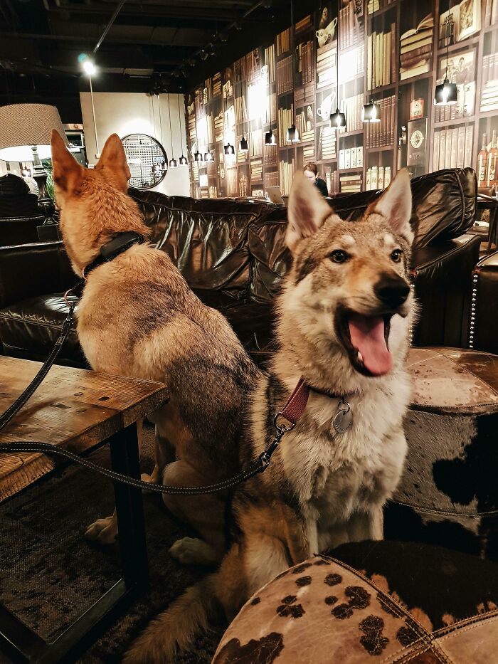 Gustav And Frøya Really Like Going To The Café, Mostly To Scavange For Cinnabun Crumbs