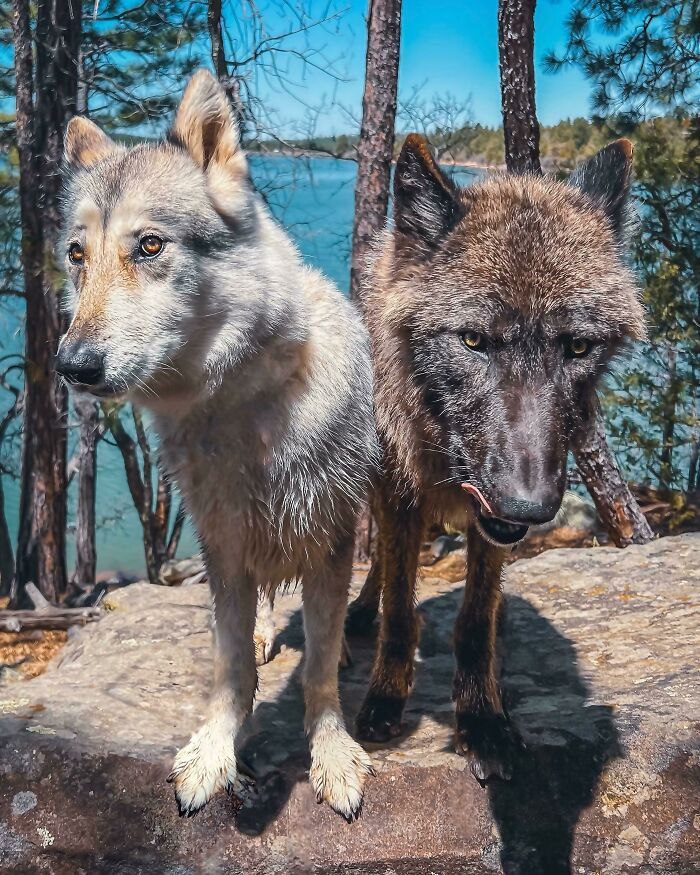 ¡Nymeria hizo un nuevo amigo ayer!