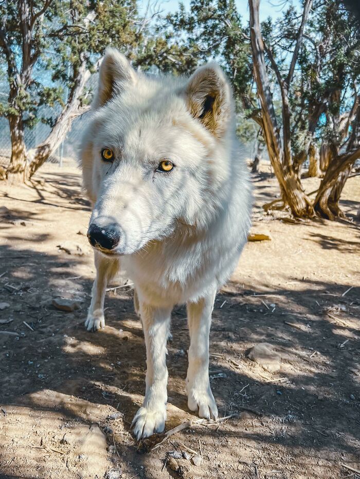 Crow, 8 años de edad