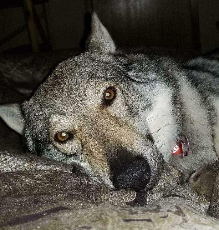 A veces Lucian se me echa encima y me mira así. Me llena el corazón incluso en los (demasiado comunes) malos días