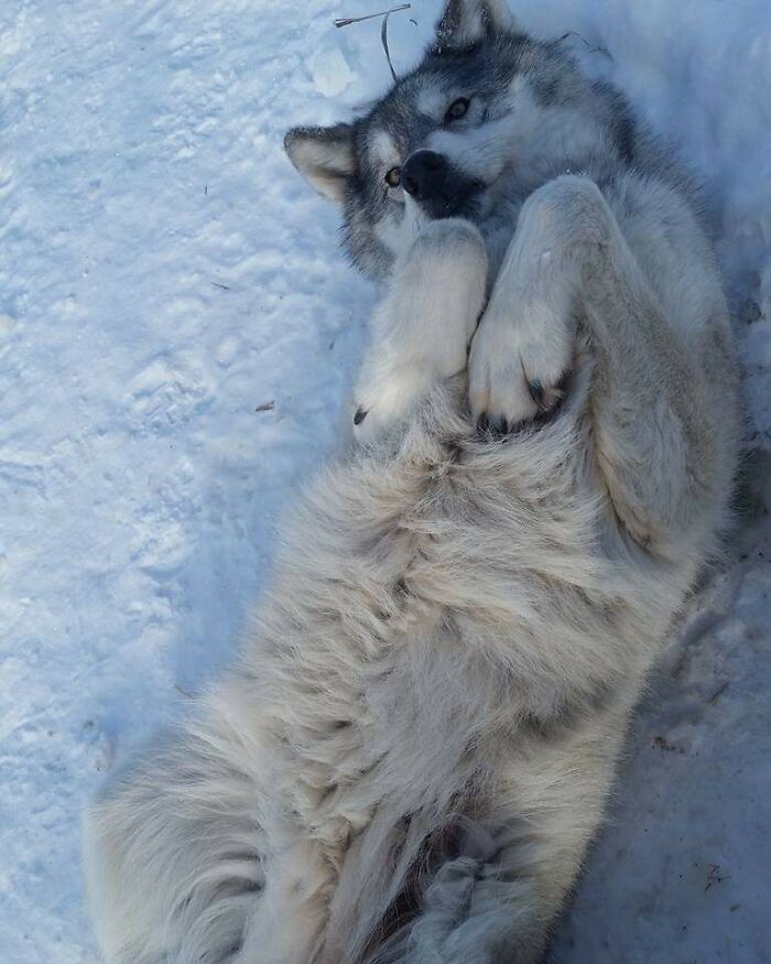 ¡Frota mi maldita panza!