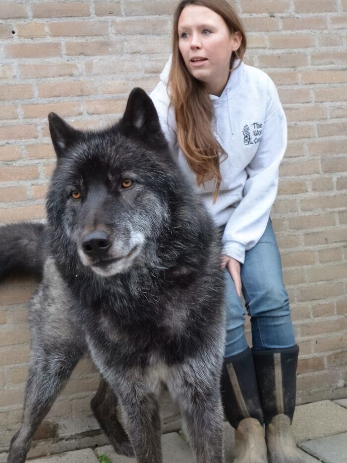Un híbrido de perro lobo