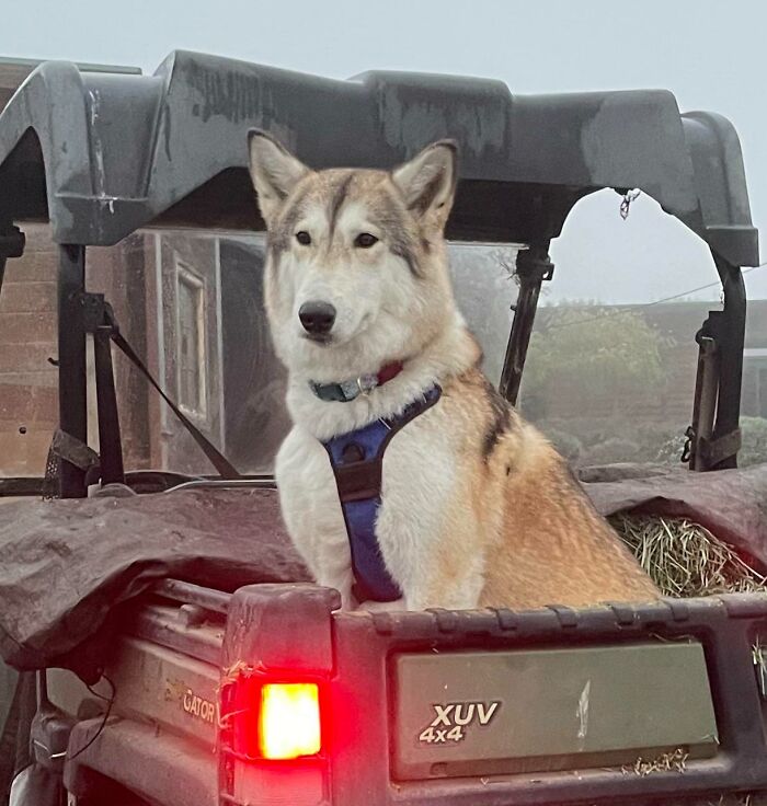 Sula Is In Charge. 25% Embark Content. Rest Is Husky, Malamute And GSD