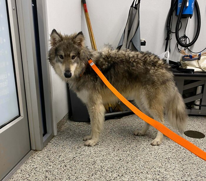 My Parents Have This Beautiful Goober