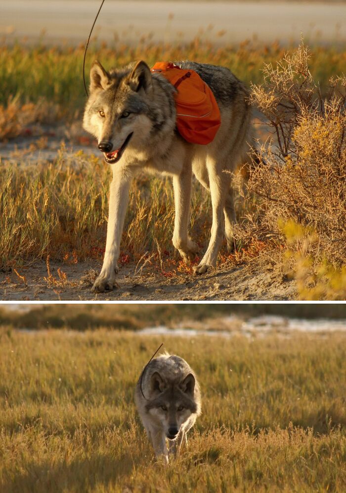 Miss Zephyr, 2.5yo HC. She Is Fully Off Leash Trained, So She And The Spitz Got To Enjoy Lots Of Hiking Along Our Road Trip Last Week