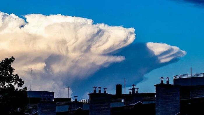 ¿Alguien más ve un oso?