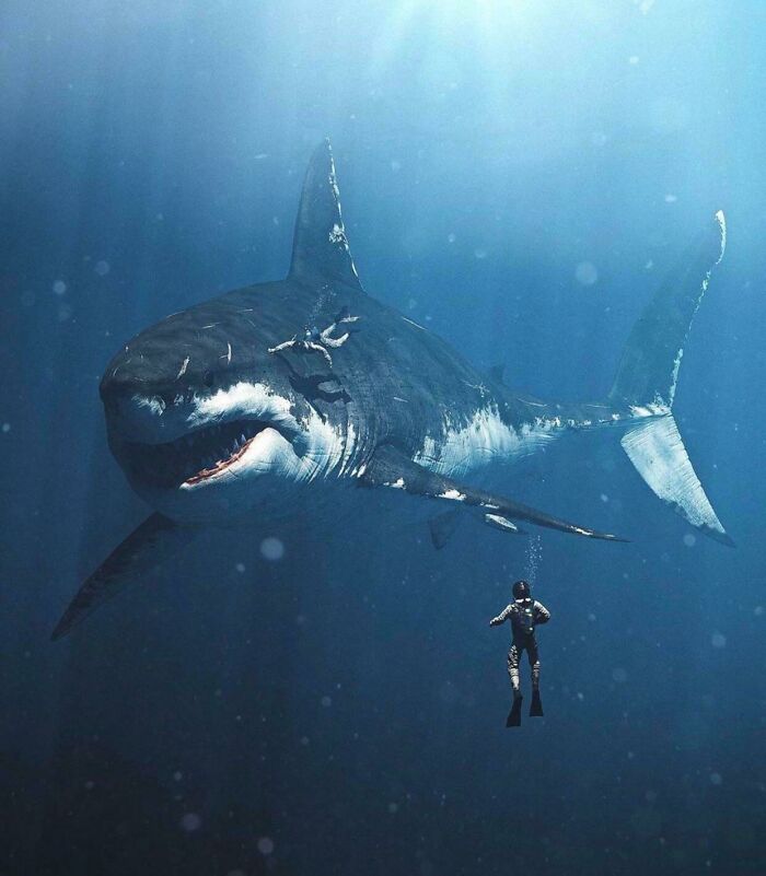 How Large A Megalodon Would Have Been