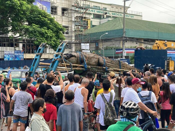 Giant Crocodile Found In The Philippines With A Length Of 20+ Feet
