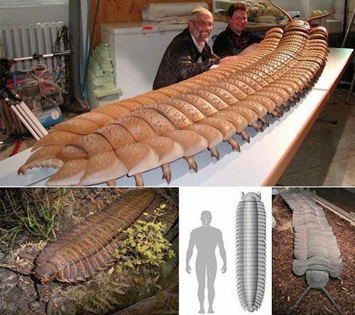 El bicho más grande que se conoce. El milpiés Arthropleura que es anterior a los dinosaurios y que llegó a pesar 45 kilos