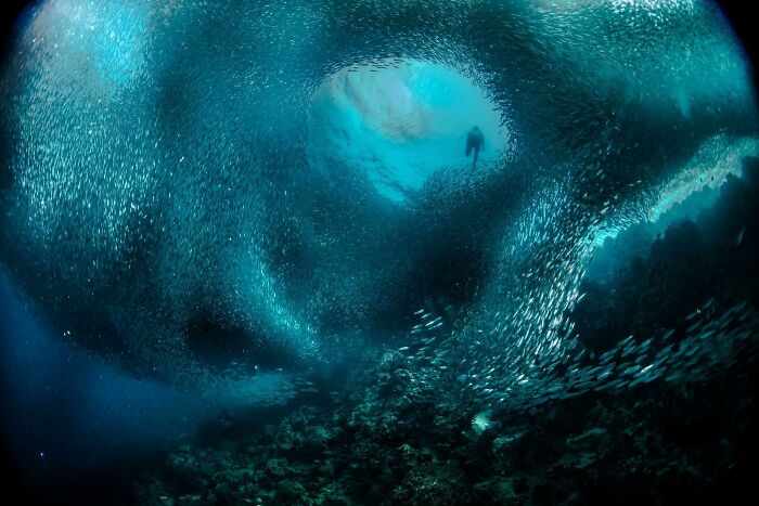Underwater ocean scene with massive swirling school of fish and a diver in the distance in frightening ocean pics.