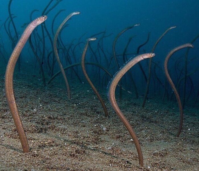 Eerie ocean creatures emerging from the seafloor, creating a frightening underwater scene that warns to stay away from the ocean.