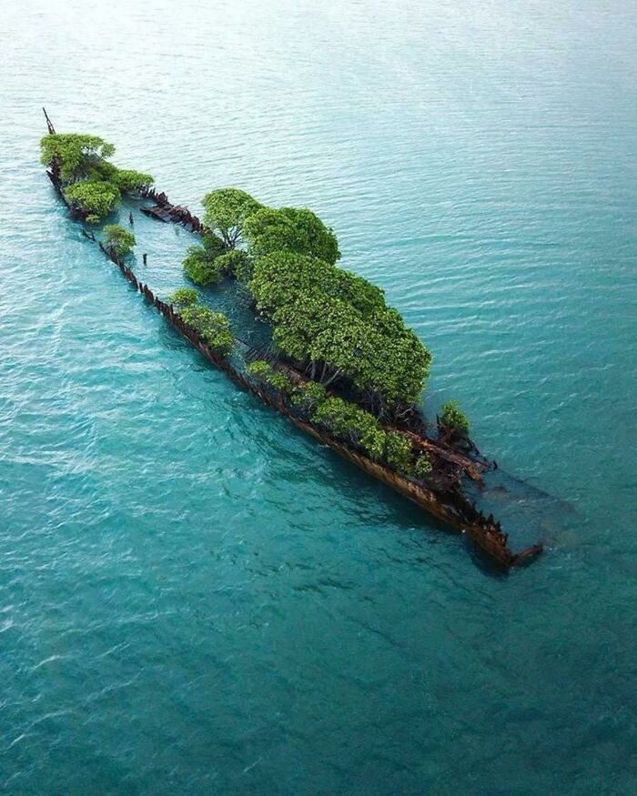 Rusting shipwreck overgrown with trees in the ocean, creating a haunting and frightening scene from the ocean depths.