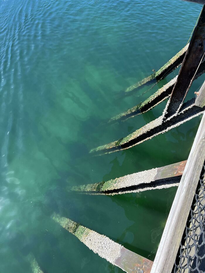 Water Visibility Is Just Enough To Creep Me Out (Golden Gardens Pier, Seattle)