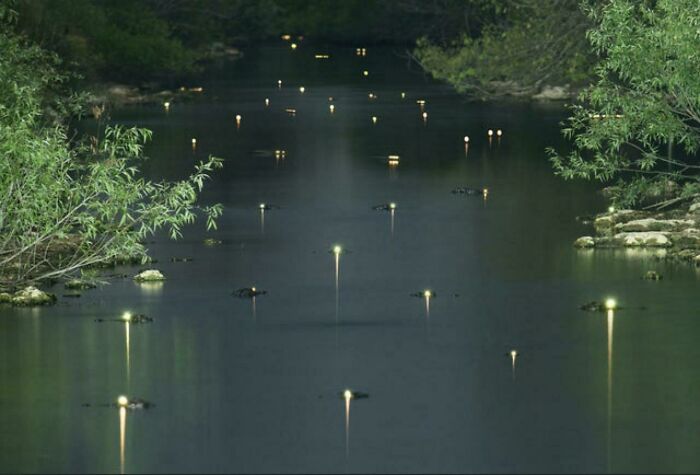 The Shining Eyes Of Gators In The Everglades 