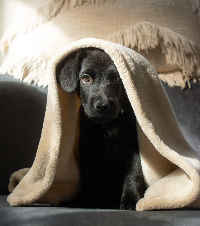 Black Puppy Under Blanket 