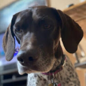 cadonleviner_1 avatar