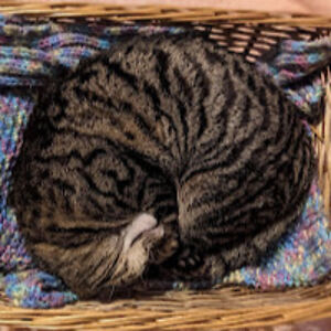 farrahfeather avatar