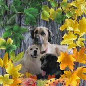 zanesqueen8113 avatar