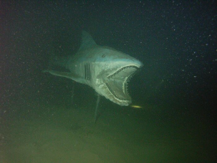 One Of Neufchâtels Sharks