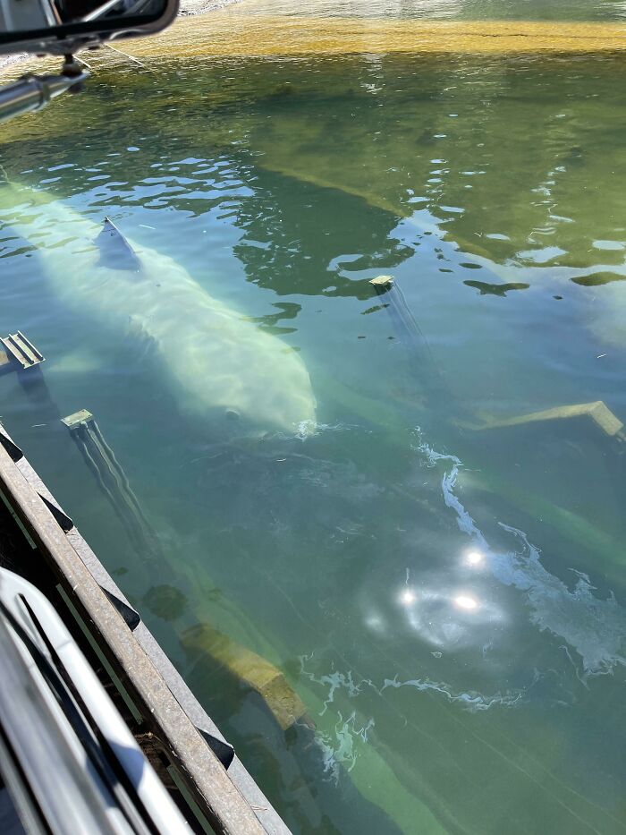 Bruce Lying In Wait At The Universal Studios Tour Jaws