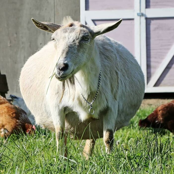 My Friend's Pregnant Goat