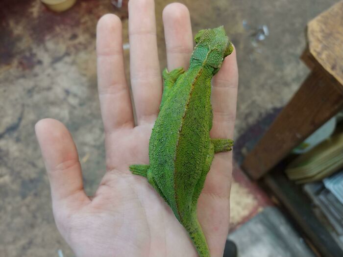 Y'all Ever Seen A Pregnant Chameleon?