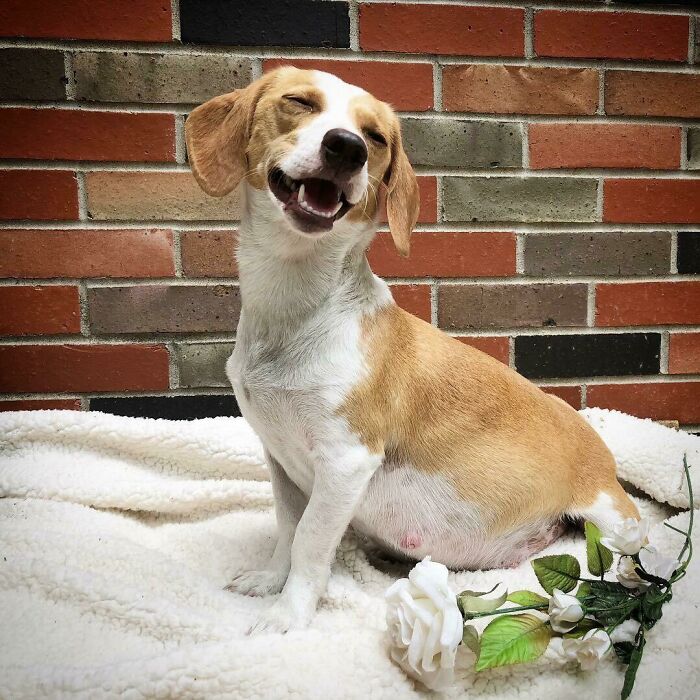One Of My Friends Did A Pregnancy Photo Shoot For Her Dog