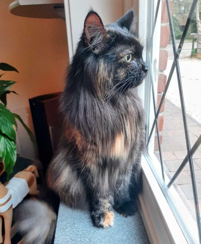 Adopted This Lovely Girl