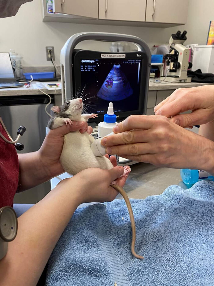 This Rat Getting An Ultrasound