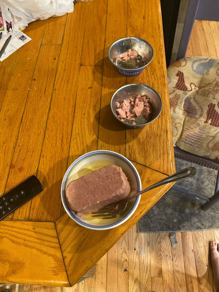 My Mom Was Too Lazy To Get Her Cats Food So She Fed Them One Of My Spams