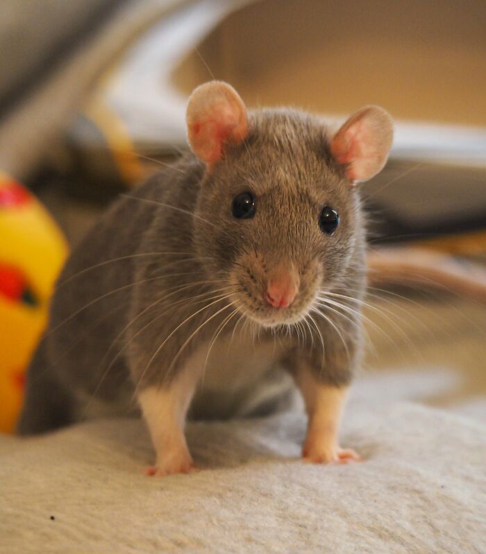 Rats Can Be Cute Too! Here's Porcini, A 4-Month-Old Female Fancy Rat