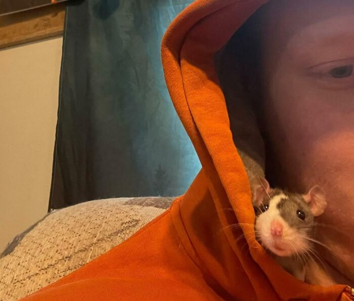 Met My Dad's Pet Rat Over The Weekend And She Already Likes Me