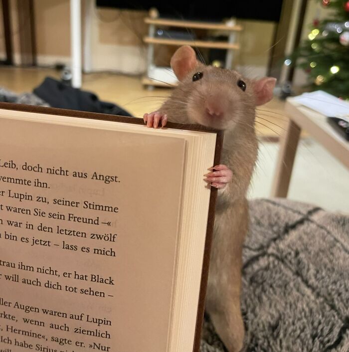 May I Introduce You To One Of My Precious Rats - Gizmo