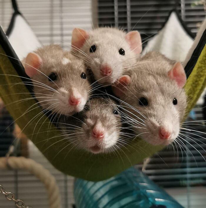 A Rare Image Of All My Rats In Focus, Still And Looking At The Camera