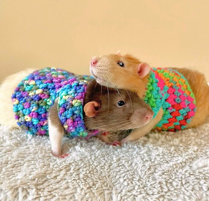 Sweater Weather