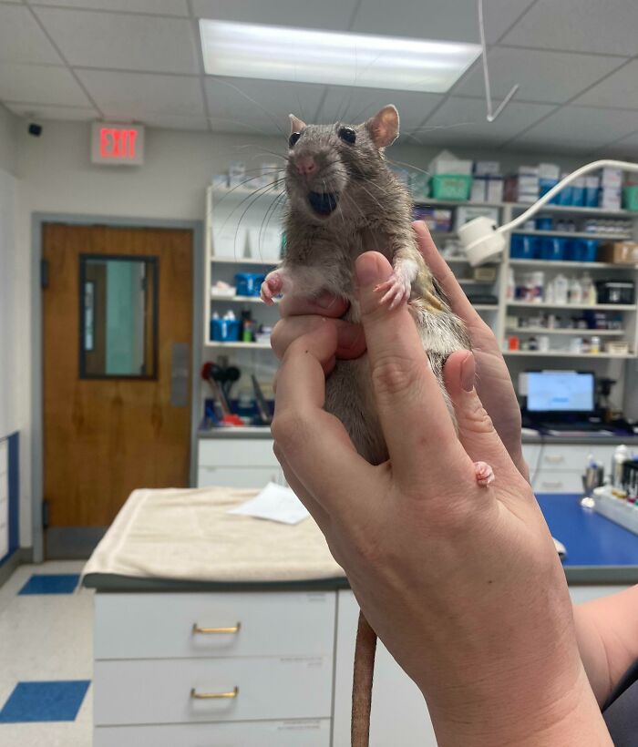 Jaina After Her Manmary Tumor Removal - She’s High Out Of Her Mind And Will Not Give Up Her Blueberry