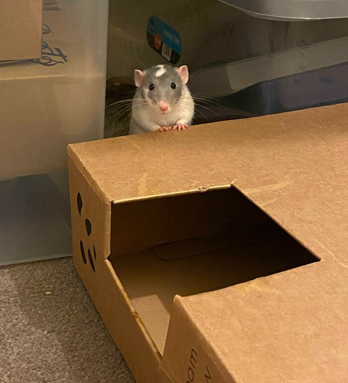 Why Does He Look Like A Little Shop Owner?