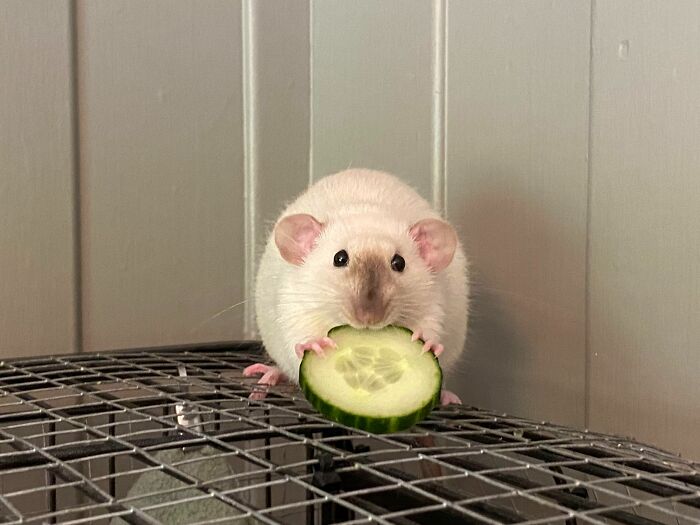 Cucumber Time