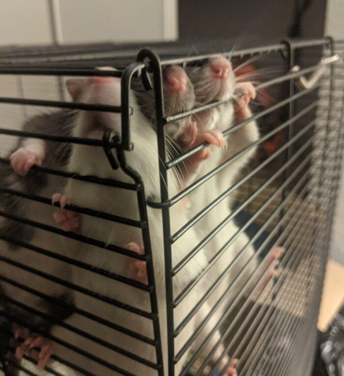 Anyone Else Get This Reaction Every Time You Walk By The Enclosure?