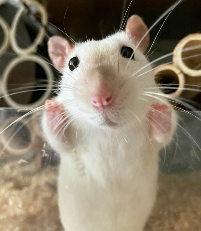 Every Morning We Have A Routine: Prismo Stands Like This And Waits For Me To Come Up To Their Cage And Pet His Head, Only Then He Is Ready For Free Roam