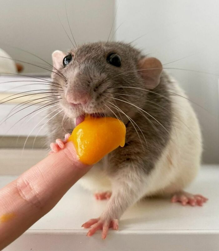 Baby Food For The Baby