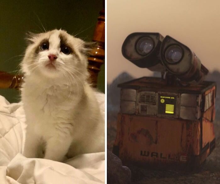 Wall-E and similar looking cat with cute eyes 