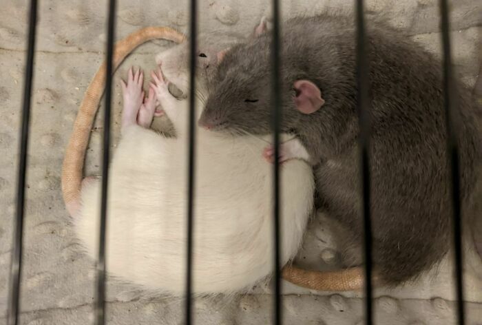 Why Are Rats So Cute?