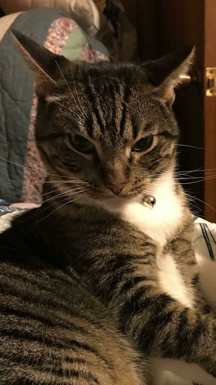 I Think My Cat Is Plotting My Demise