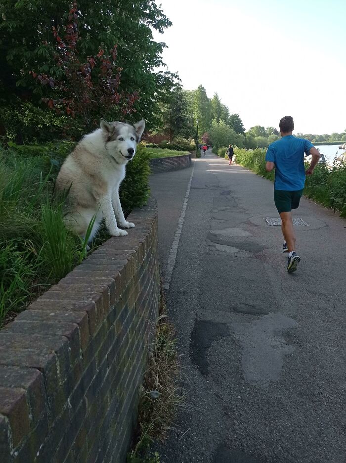 This Weirdo's Figured Out That Sitting Here Gets Her The Most Pets From Passers-By