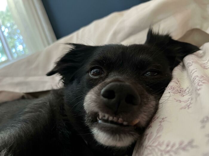 Dog Has Her Own Bed. Woke Up To See We Were Sharing A Pillow