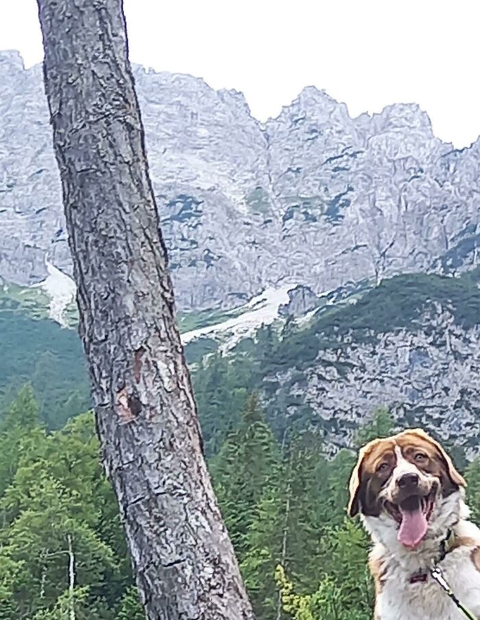 Shoutout To The Time I Wanted To Take A Beautiful Photo Of The Landscape And My Dog Just Went