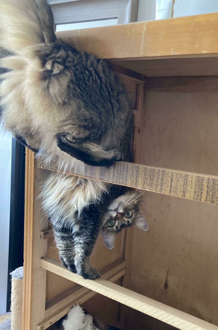 La cara de “Cállate, estoy haciendo mis cosas”