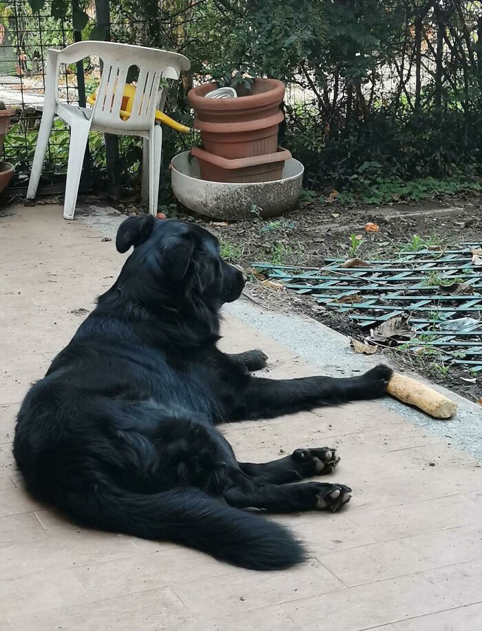 He Stole A Stale Baguette I Was Saving To Make Breadcrumbs And He's Been Carrying It Around For Three Days